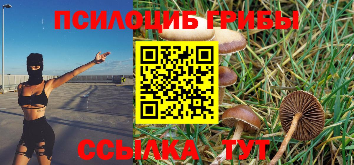 Псилоцибиновые грибы Psilocybine cubensis  Вход с VPN  Кольчугино 